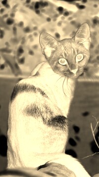 Sepia + Negatyw