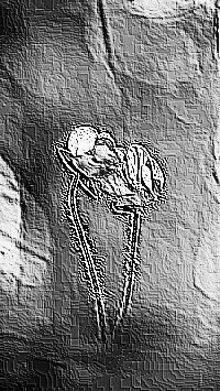 Skamielina