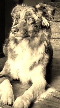 Sepia