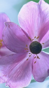 Oryginalny obrazek
