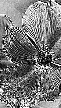 Skamielina