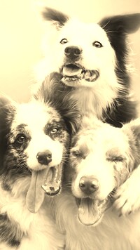 Szary + Sepia