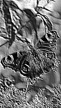 Skamielina
