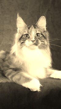 Sepia
