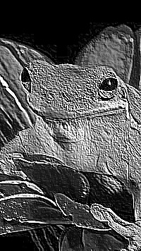 Skamielina