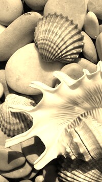 Szary + Sepia