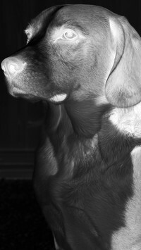 Szary + Negatyw