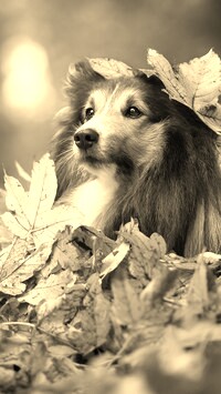 Szary + Sepia