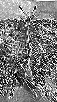 Skamielina