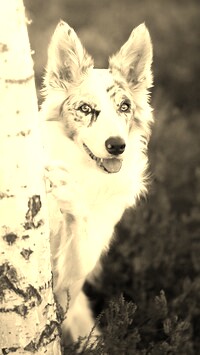 Szary + Sepia