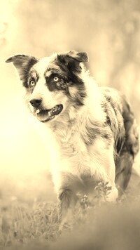 Sepia