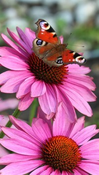 Oryginalny obrazek