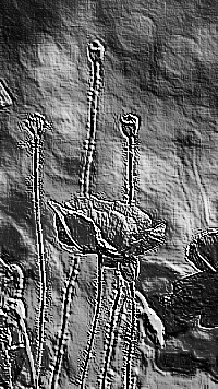 Skamielina