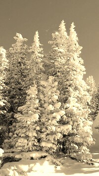 Szary + Sepia