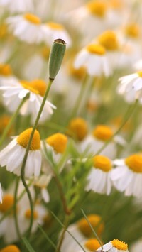 Oryginalny obrazek