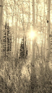 Sepia