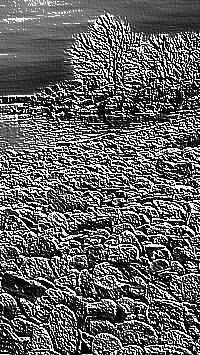 Skamielina