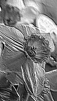 Skamielina