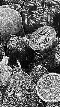 Skamielina