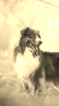 Szary + Sepia