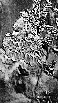 Skamielina