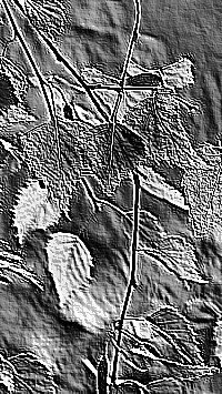 Skamielina