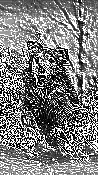 Skamielina