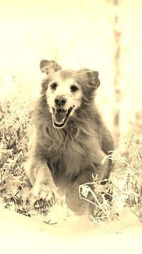 Szary + Sepia