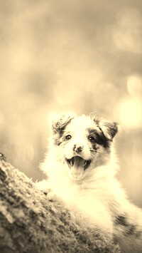 Szary + Sepia