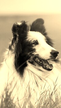 Sepia