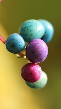 Oryginalny obrazek
