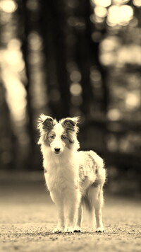 Szary + Sepia