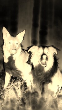 Sepia + Negatyw