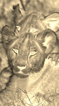 Sepia + Negatyw