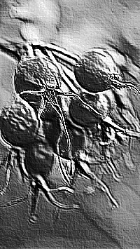 Skamielina