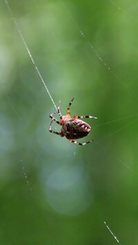 Oryginalny obrazek