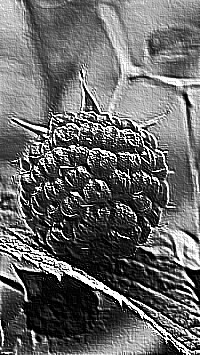 Skamielina