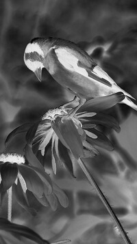 Szary + Negatyw