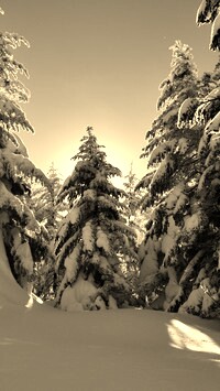 Szary + Sepia