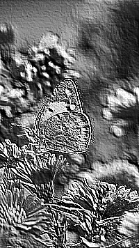 Skamielina