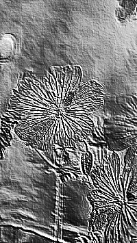 Skamielina