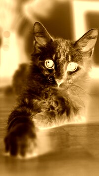Sepia + Negatyw