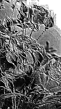 Skamielina