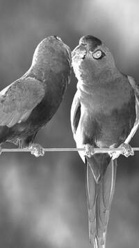 Szary + Negatyw