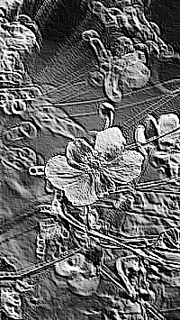 Skamielina