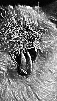 Skamielina