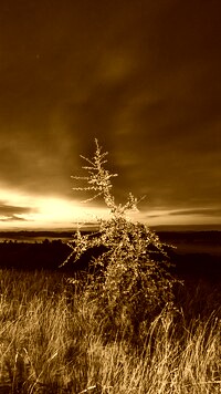 Sepia