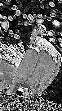 Skamielina
