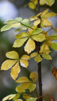 Oryginalny obrazek