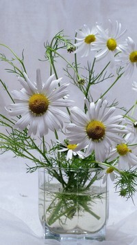 Oryginalny obrazek